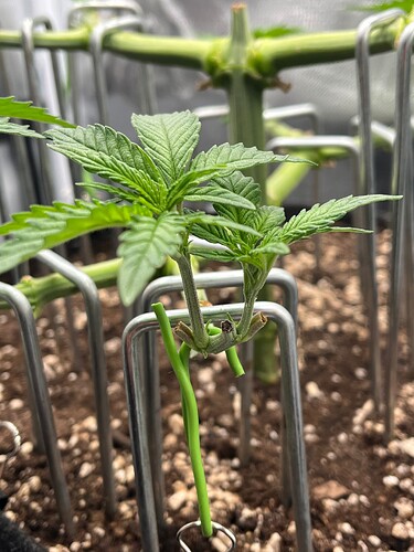 Growreport Bild 2