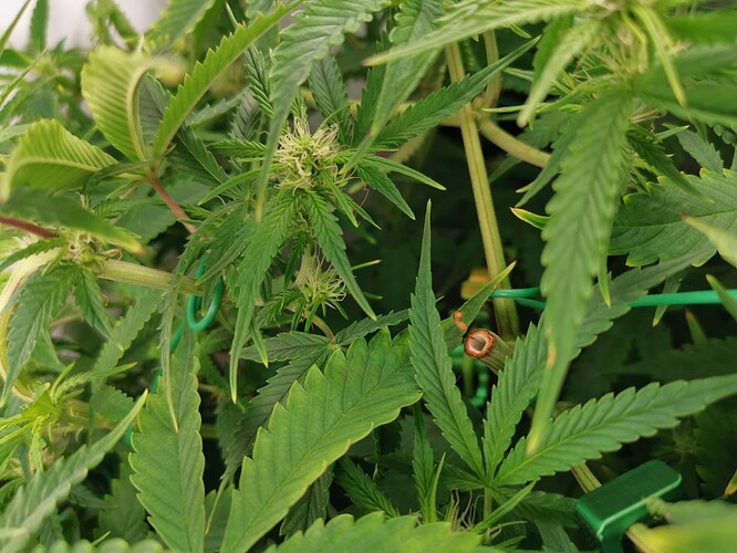 Growreport Bild 1