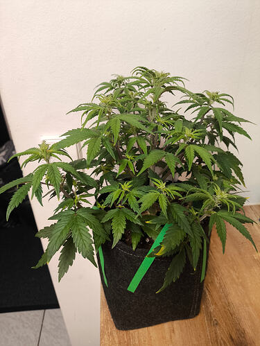 Growreport Bild 1