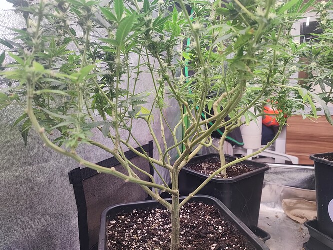 Growreport Bild 31