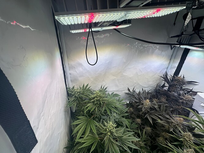 Growreport Bild 2