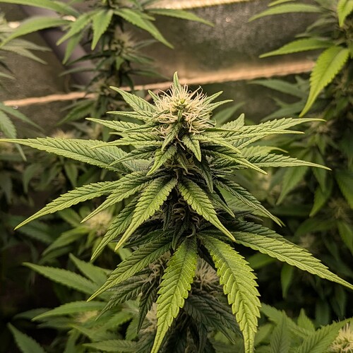Growreport Bild 14