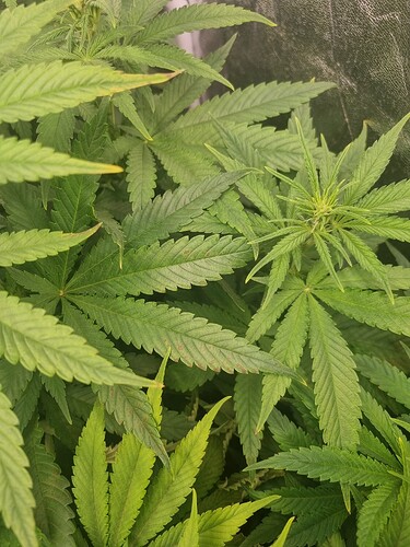 Nahaufnahme von Cannabisblättern, die Anzeichen von Nährstoffmangel zeigen, mit einigen gelben und braunen Flecken auf den Blättern.