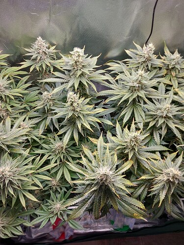 Growreport Bild 9