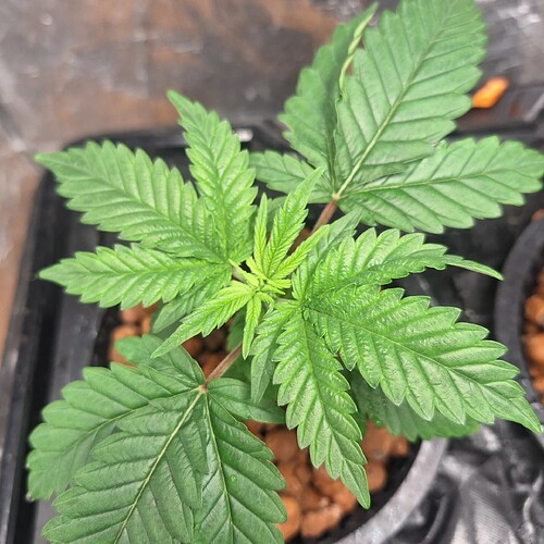 Ein junger Cannabissämling mit mehreren grünen Blättern, der in einem Topf mit braunem Substrat wächst.