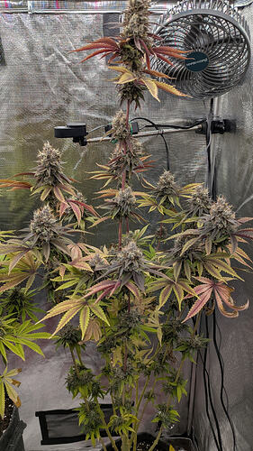 Growreport Bild 3
