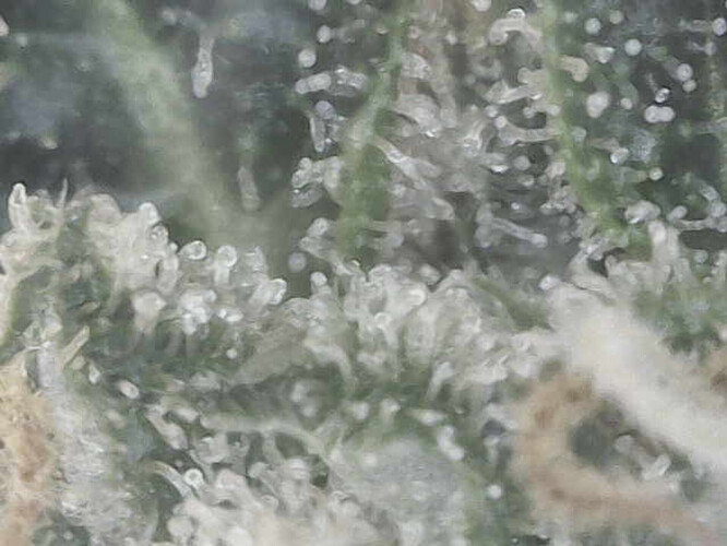 Growreport Bild 12