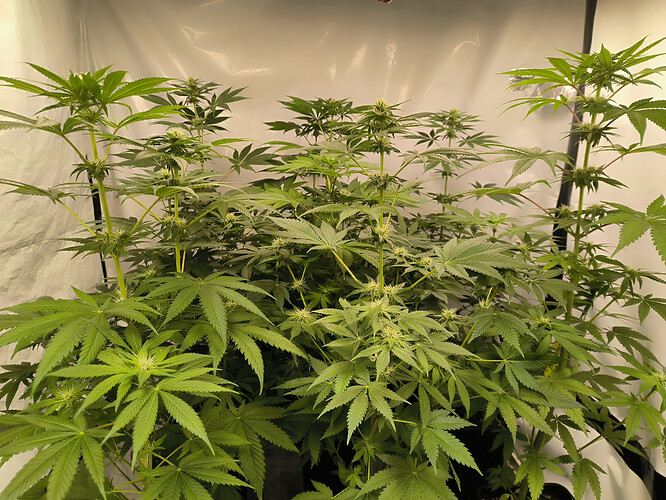 Mehrere Cannabis-Pflanzen in der Blütephase, mit deutlichen Anzeichen von beginnenden Blütenständen und zahlreichen Blättern, in einem Zelt oder ähnlichen Anbauumgebung.