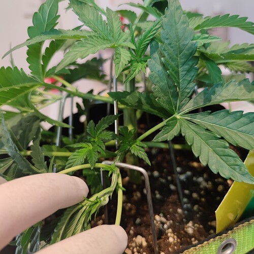 Growreport Bild 18