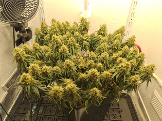 Growreport Bild 129