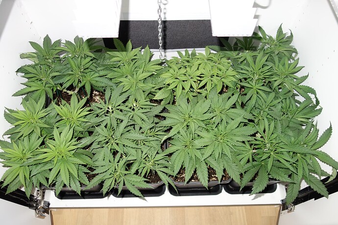 Growreport Bild 5
