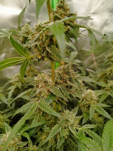 Nahaufnahme einer blühenden Cannabispflanze mit dichten, harzigen Blütenständen und grünen Blättern.