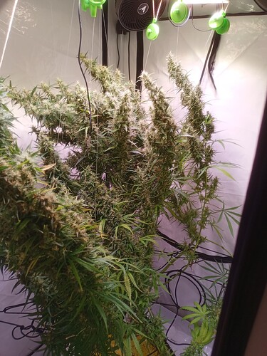 Growreport Bild 12