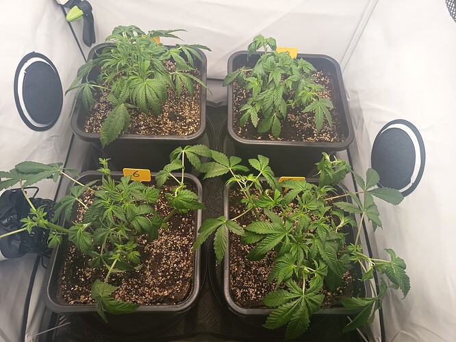 Growreport Bild 9
