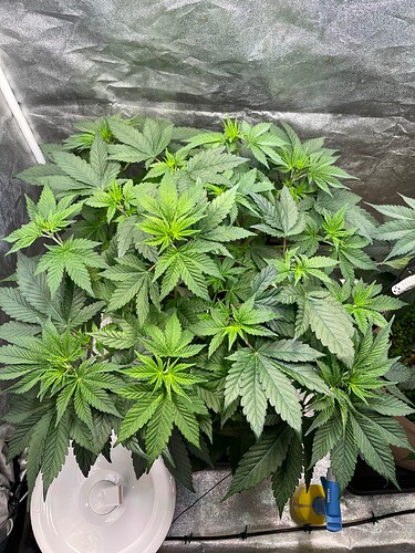 Growreport Bild 3
