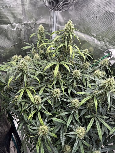 Growreport Bild 7