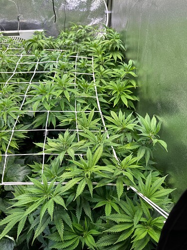 Growreport Bild 3