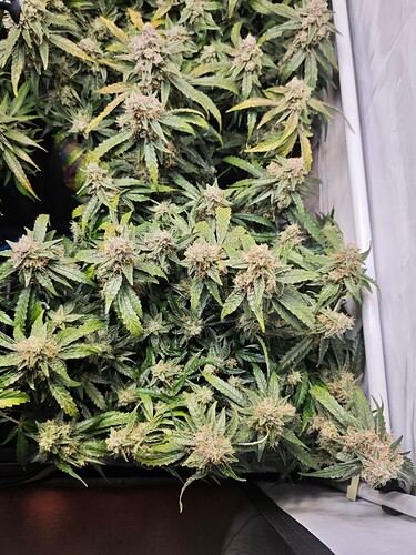 MVIMG_20251121_193533