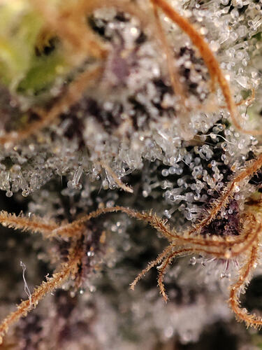 Growreport Bild 75