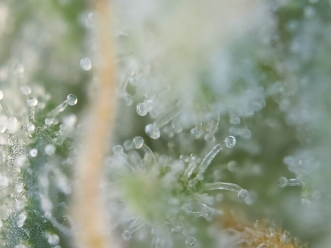 Growreport Bild 32