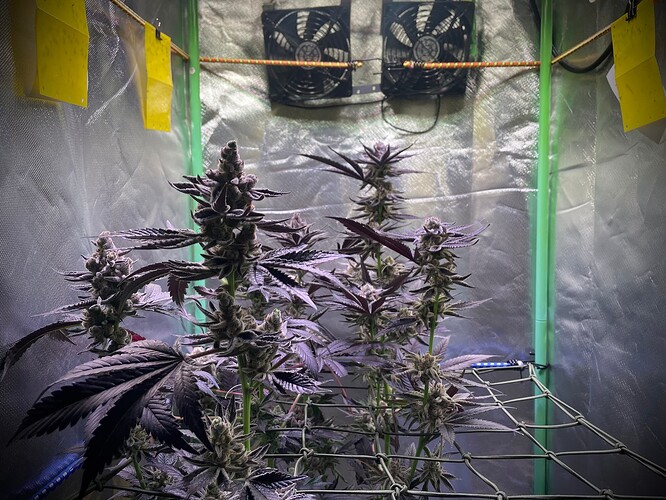 Growreport Bild 4