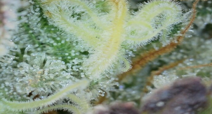 Growreport Bild 17