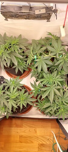 Growreport Bild 6