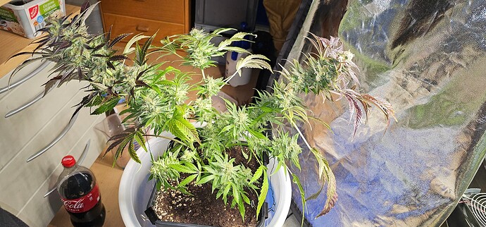 Growreport Bild 35
