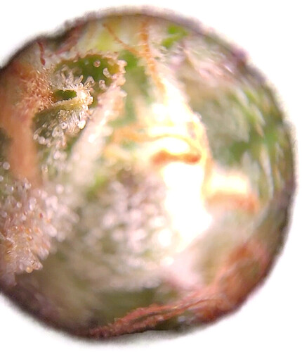 Growreport Bild 1