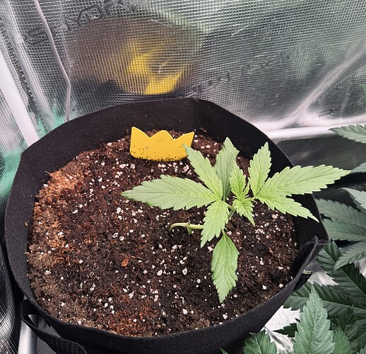 Growreport Bild 3