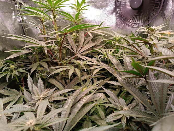 Growreport Bild 1