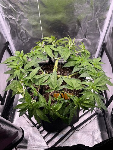 Growreport Bild 2