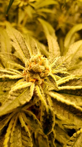 Growreport Bild 6