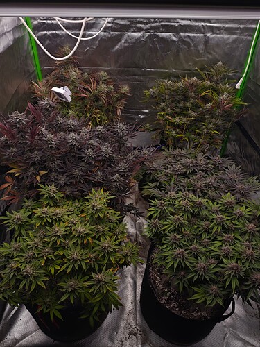 Growreport Bild 7