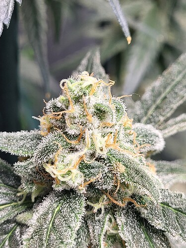 Growreport Bild 13