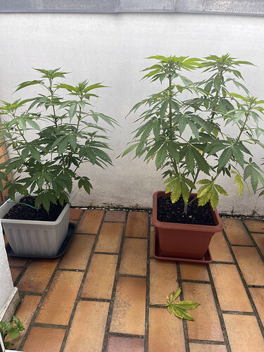 Growreport Bild 5