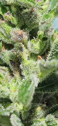 Growreport Bild 48