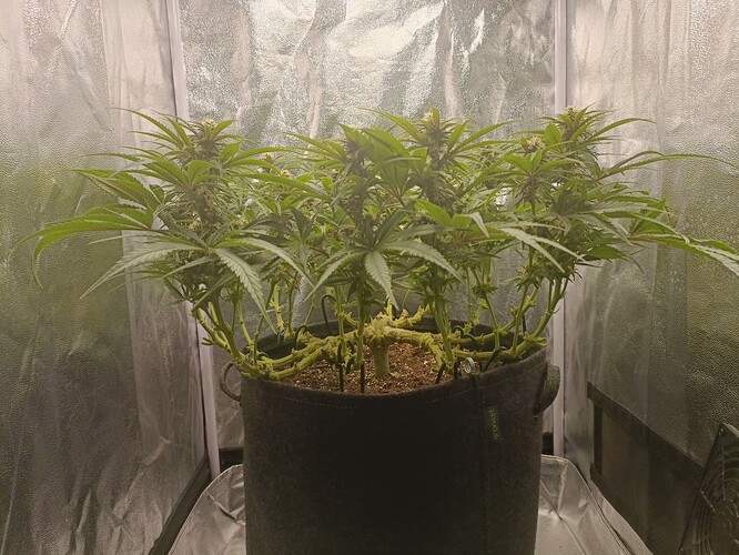 Growreport Bild 5