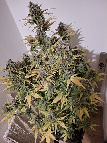 Growreport Bild 5