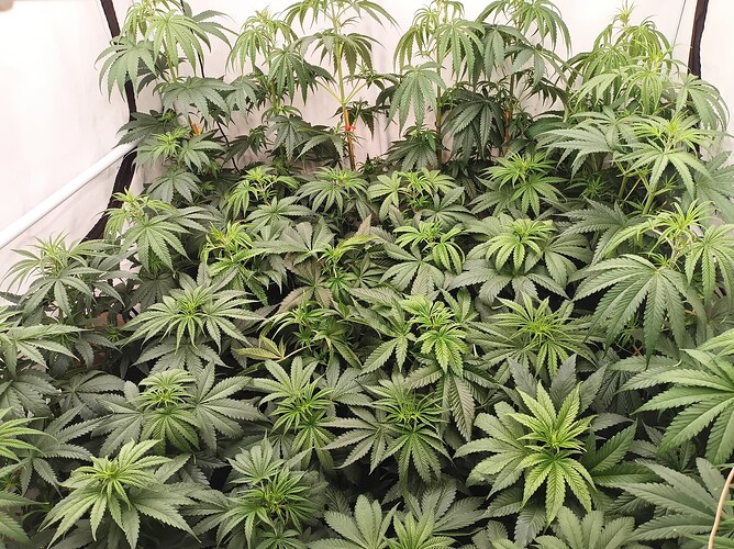 Growreport Bild 2