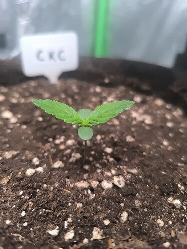 Growreport Bild 6