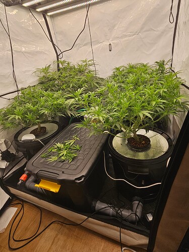 Growreport Bild 4