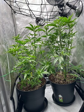 Growreport Bild 1