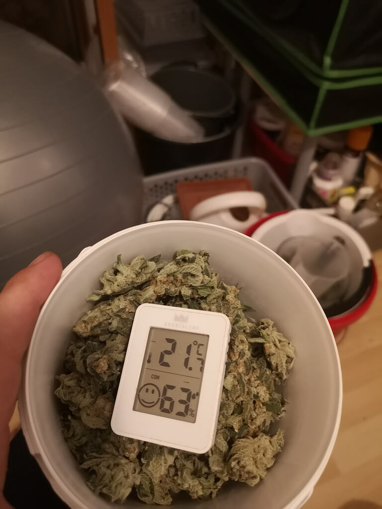 Gushers, Purple Queen, Royal Medic reveg & Sensi Amnesia XXL Automatic in einem Zelt