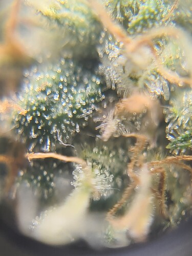 Growreport Bild 27