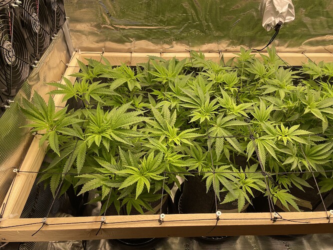 Mehrere junge Cannabispflanzen in Töpfen unter einer Grow-Lampe, die sich in der Wachstumsphase befinden. Ein Netz ist über den Pflanzen gespannt, um das Wachstum zu lenken.