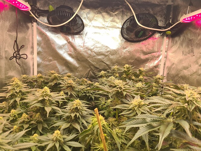 Growreport Bild 6