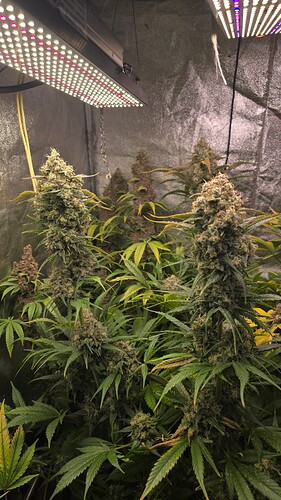 Growreport Bild 4