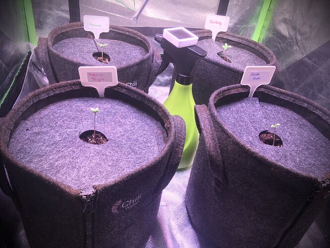 Growreport Bild 4