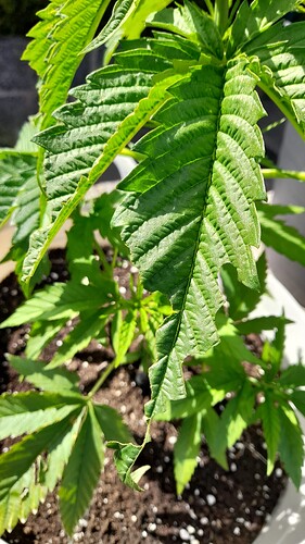 Growreport Bild 6
